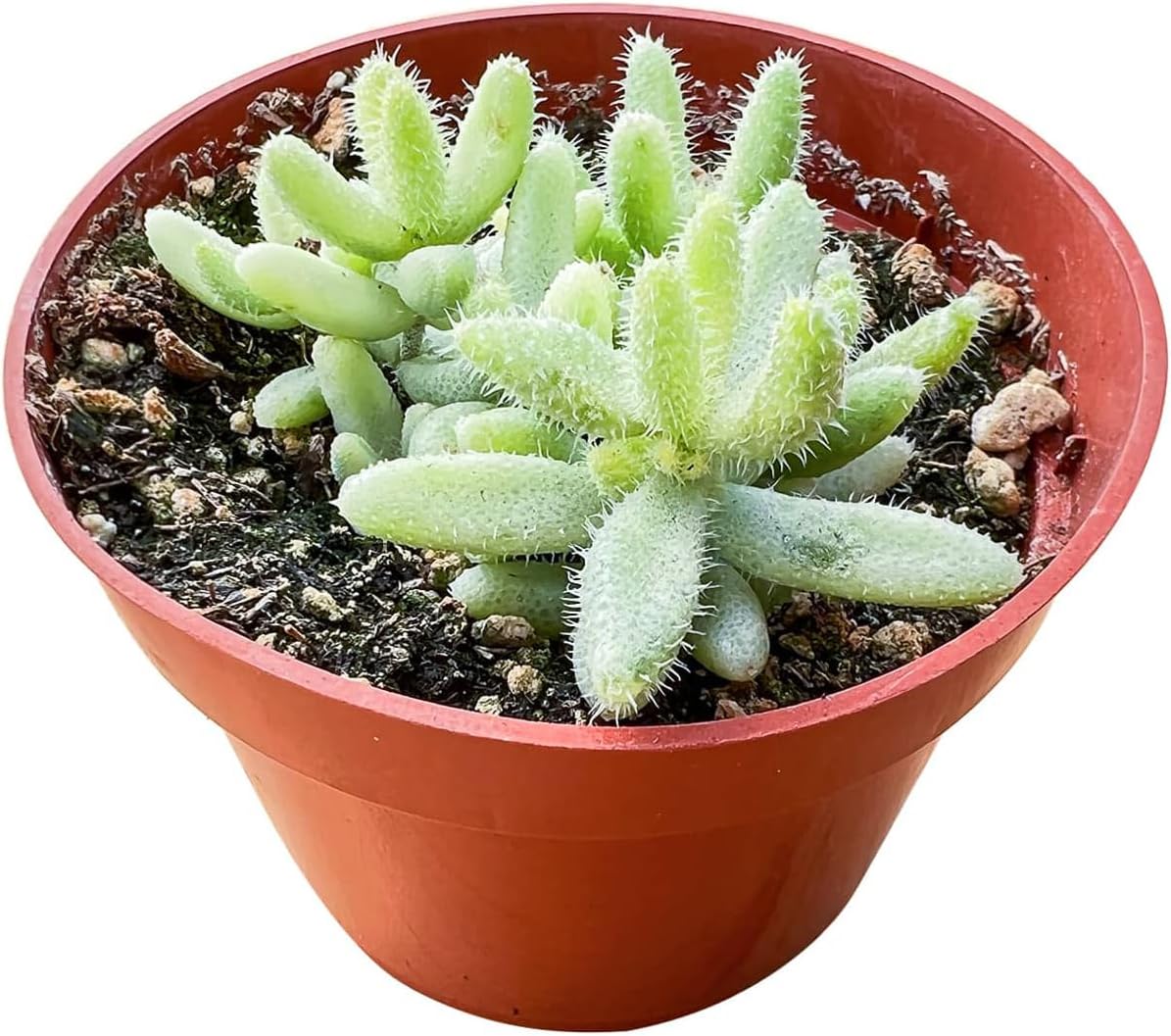 Live Succulent Plants Variegated 'Picklee Plant', Easy Care Potted Succulents, Approx 4" D x 4" H, Indoor Houseplant, Unique Gifts, Home Office Décor