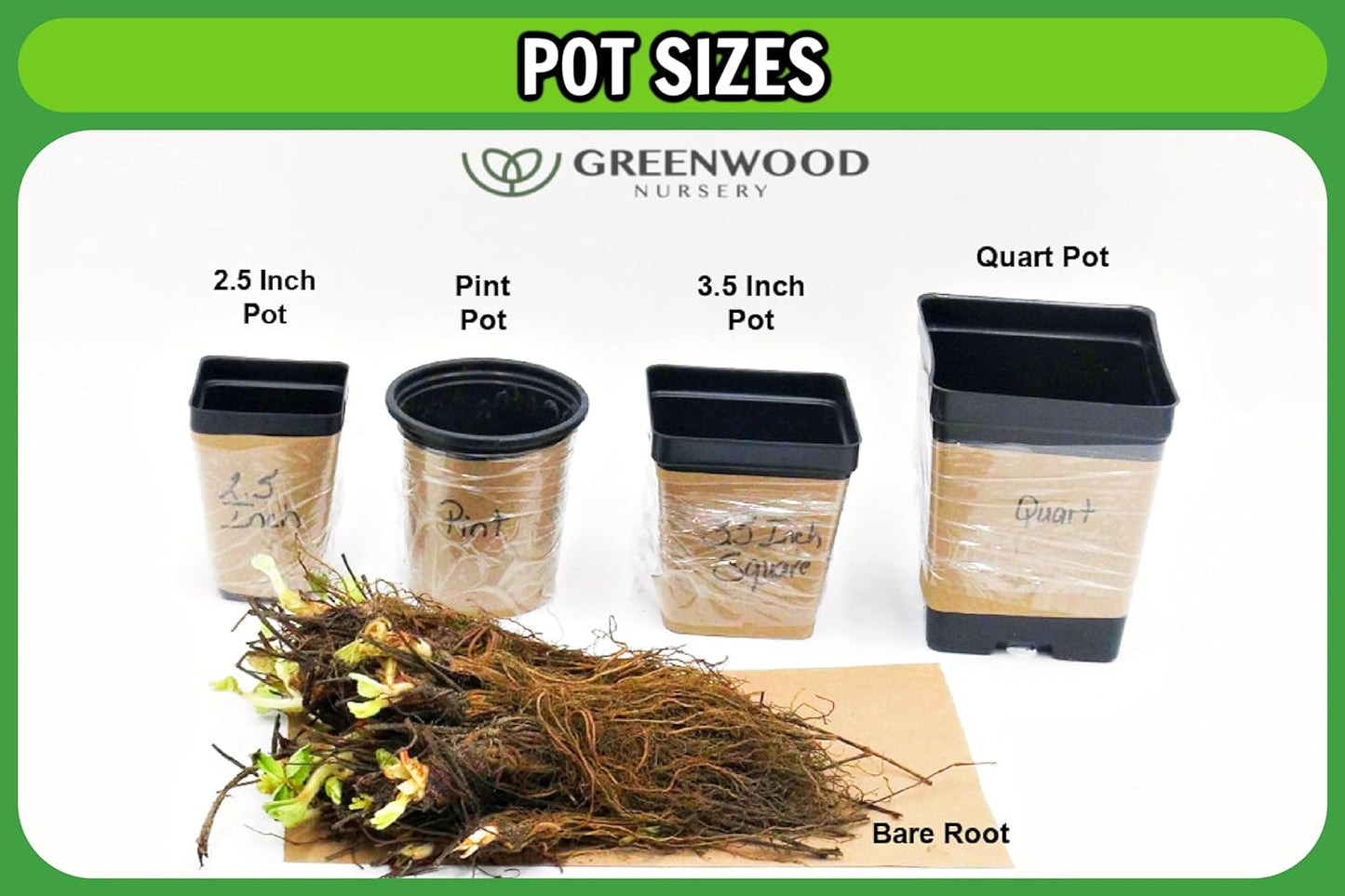 Greenwood Nursery: Live Perennial Plants - 'Biokovo' Cranesbill + Geranium x Cantabrigiense - [Qty: 1x Pint Pot] - (Click for Other Available Plants/Quantities)