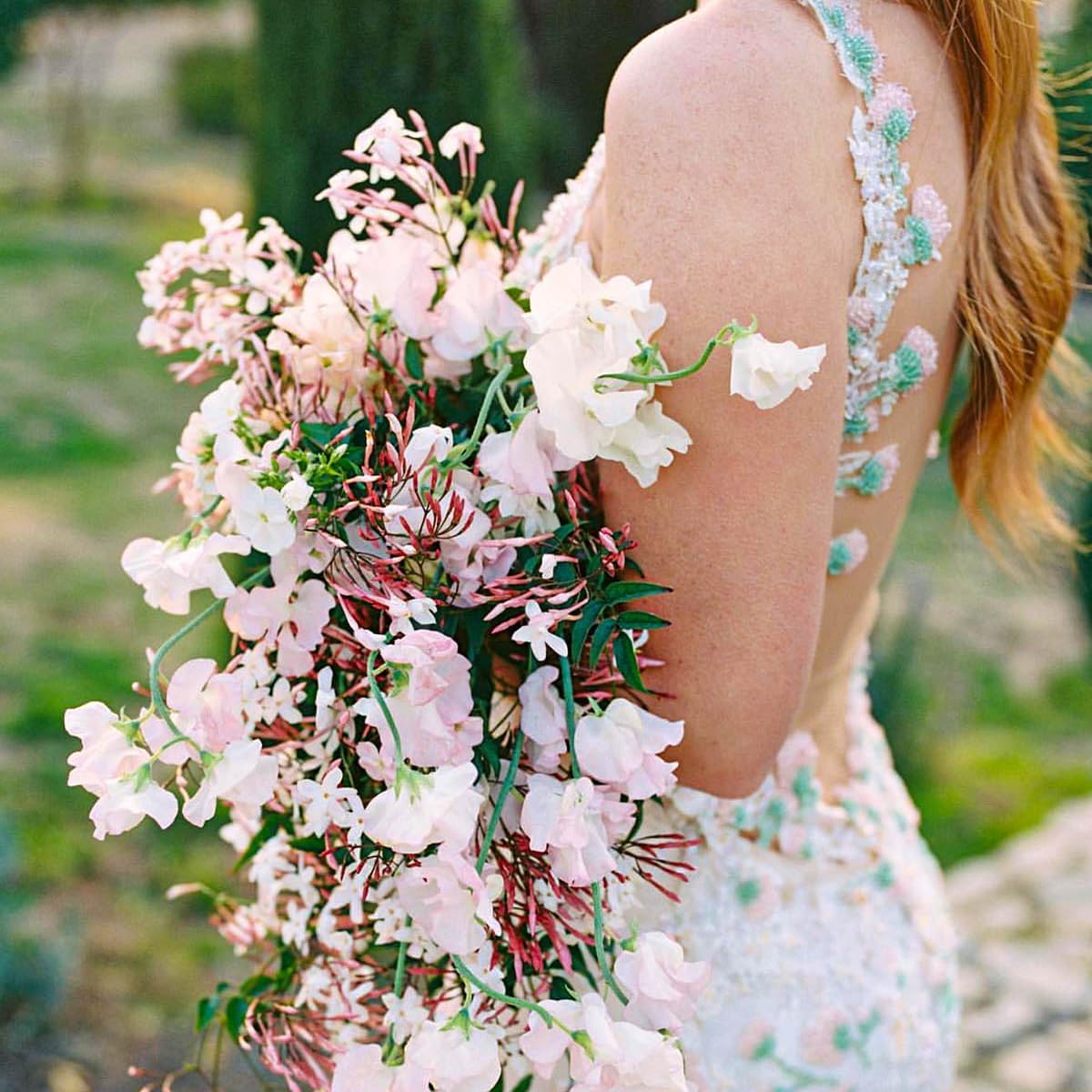 Pink Jasmine Vine - Jasminum Polyanthum - Fragrant & Blooming, Perfect for Indoor/Outdoor Decor (2 Pink jas sacs)