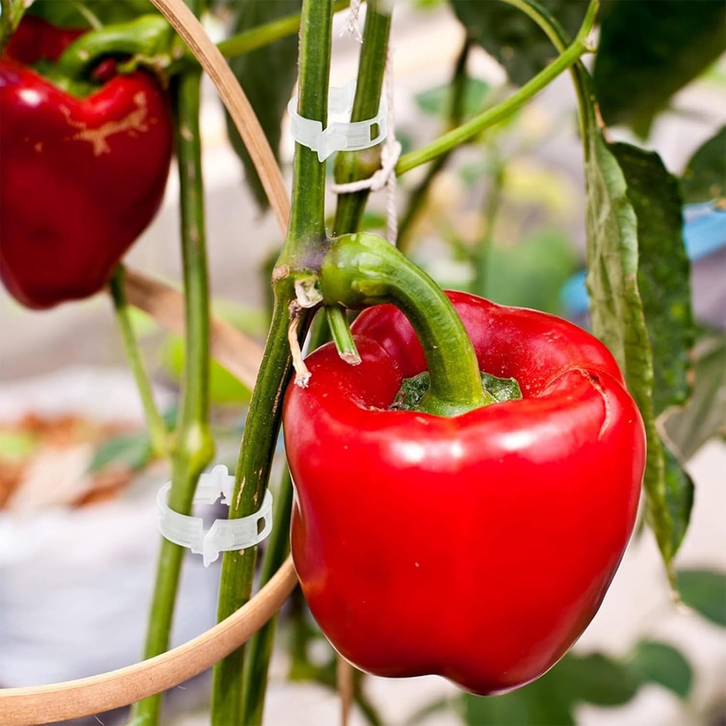 220Pcs Tomato Clips, Plant Support Garden clips, Trellis Clips Plant Support Clip, Vegetable Cages and Supports, Garden Trellis for Climbing Vine Plants, Supports Clip for Tomato Grape Melon