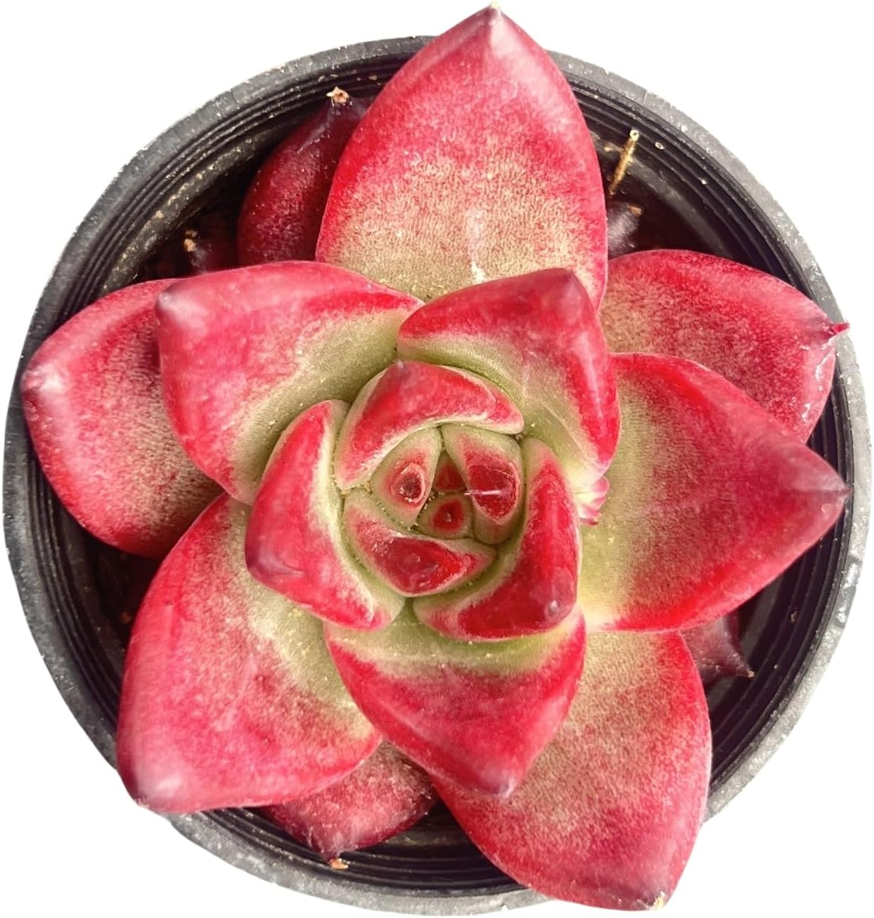 Sprout N Green Echeveria Roca, Live Succulent Plant Fully Rooted in 2" Pots with Soil Mix, Real Houseplant for Indoor Outdoor Home Office Wedding Decoration Party Favor