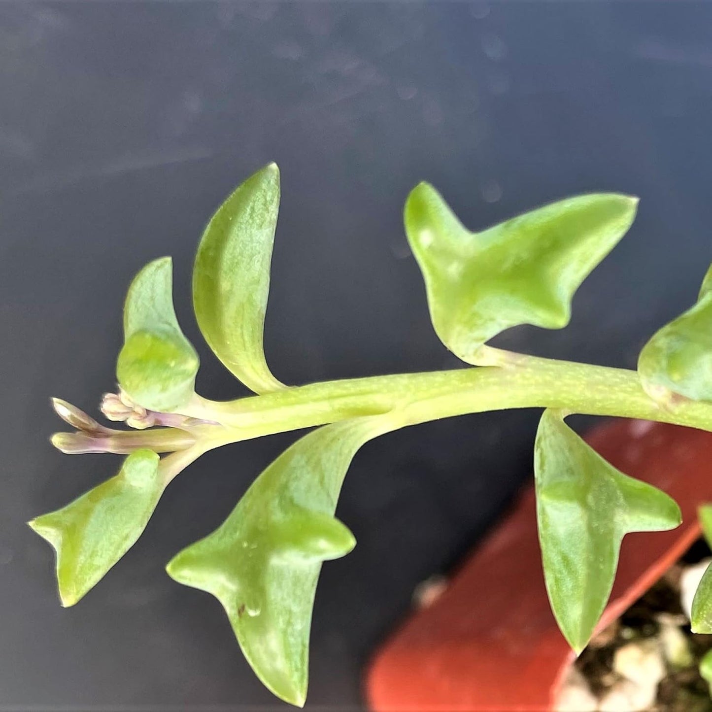 Sprout N Green Live Mini Succulent Plant, 2in String of Dolphins, 1 Pack Rare Succulent Fully Rooted in Pot, Real House Plant for Home Office Wedding Decoration DIY Projects Party Favor