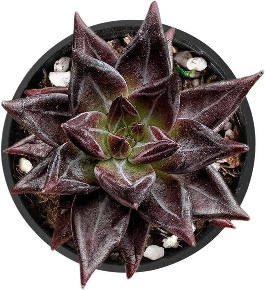 2" Live Succulent 'E. Red Soul', Rare Succulent Plants Fully Rooted in Pots, Unique House Plant for DIY, Party Favor, Home Office Decoration