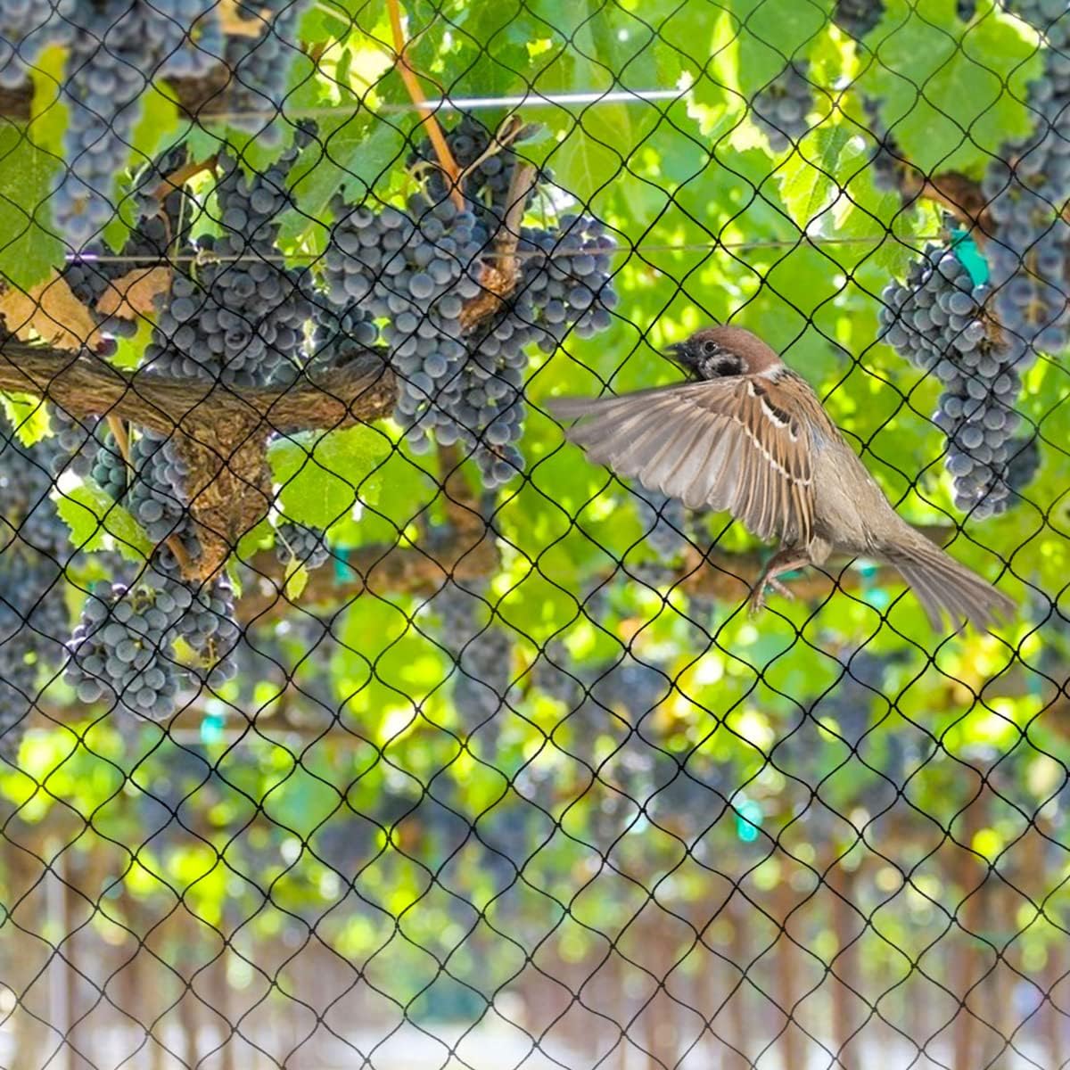 OGORI 50' x 50' Bird Netting Heavy Duty Nylon 3/4" Mesh Garden Netting Protect Fruit Trees, Plants and Vegetables