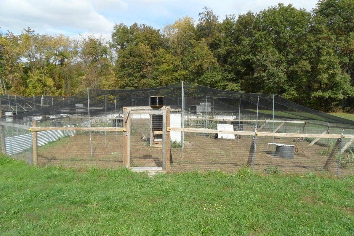 Poultry Netting 1" or 2" Mesh Heavy Knotted Nets Aviary Gamefowl Quail Chicken Bird Block Net Long Lasting Break/Burst 85/245 lb Polyethylene 8-10 Year Lifespan (50' X 150', 2)