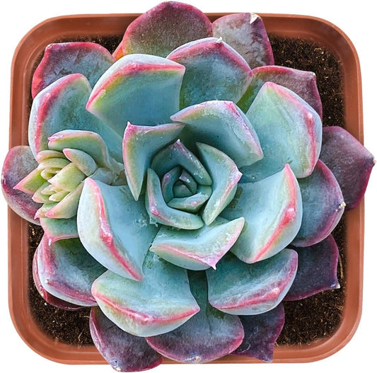 Live Succulent Echeveria 'Dark Ice', Approx 2-inch Large, Potted Succulents, Fully Rooted, Easy Care House Plants