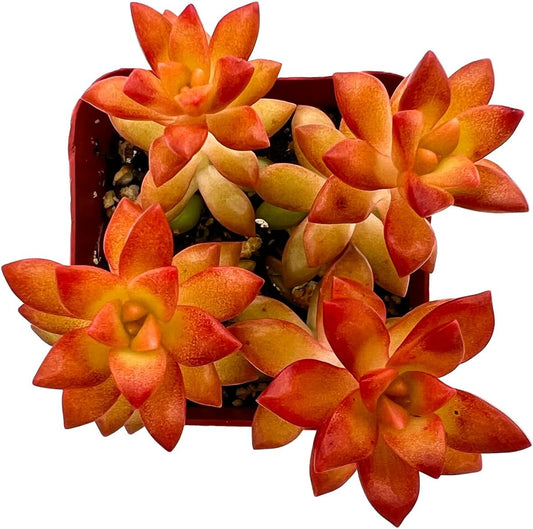 2" Live Succulent 'Sedum adolphii Shooting Stars', Rare Succulent Plants Fully Rooted in Pots, Unique House Plant for DIY, Party Favor, Home Office Decoration
