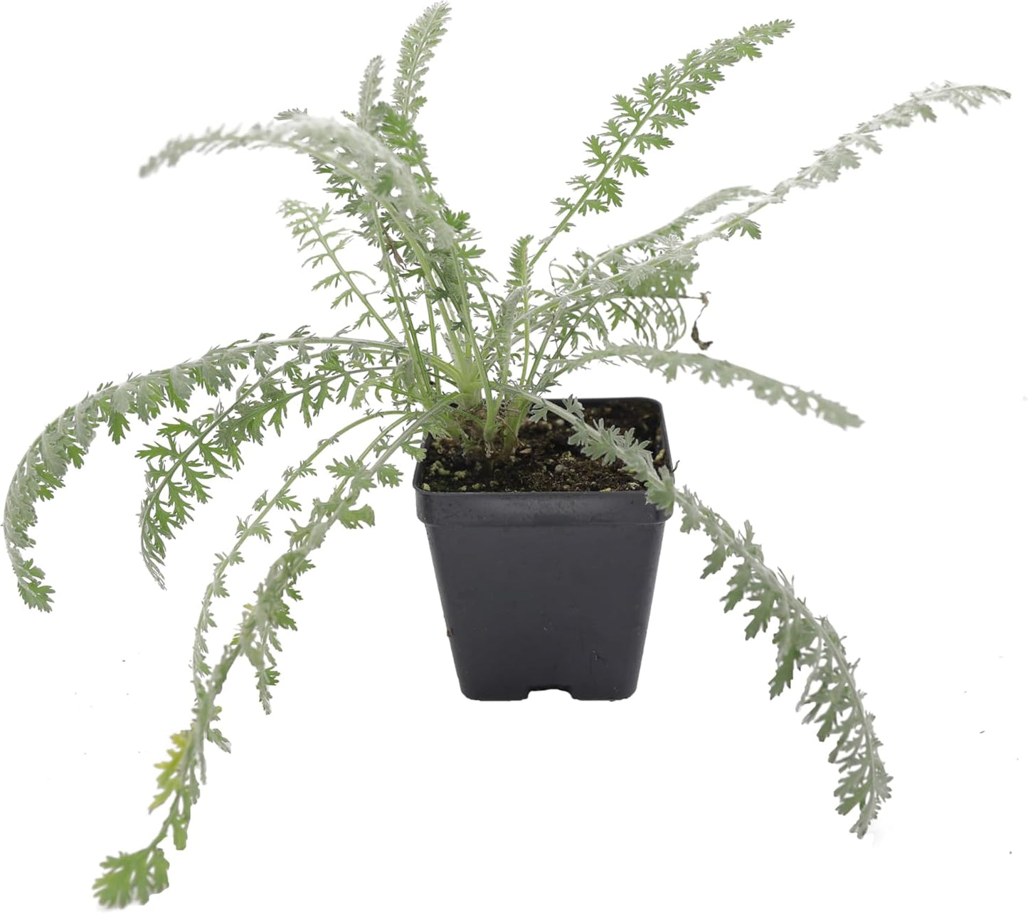 Greenwood Nursery: Live Perennial Plants - Achillea 'Moonshine' Yarrow - [Qty: 3X Pint Pots] - (Click for Other Available Plants/Quantities)