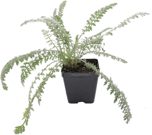 Greenwood Nursery: Live Perennial Plants - Achillea 'Moonshine' Yarrow - [Qty: 3X Pint Pots] - (Click for Other Available Plants/Quantities)