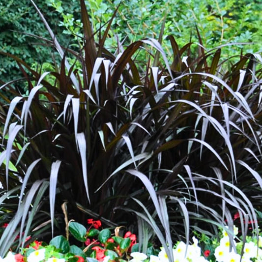 Pack 3 Fountain Grass Plants Live, 5-9 Inch Tall, Ornamental Grasses Live Plants Perennial, Well-Rooted Perennial Grass Clumps (Black Fountain Grass)