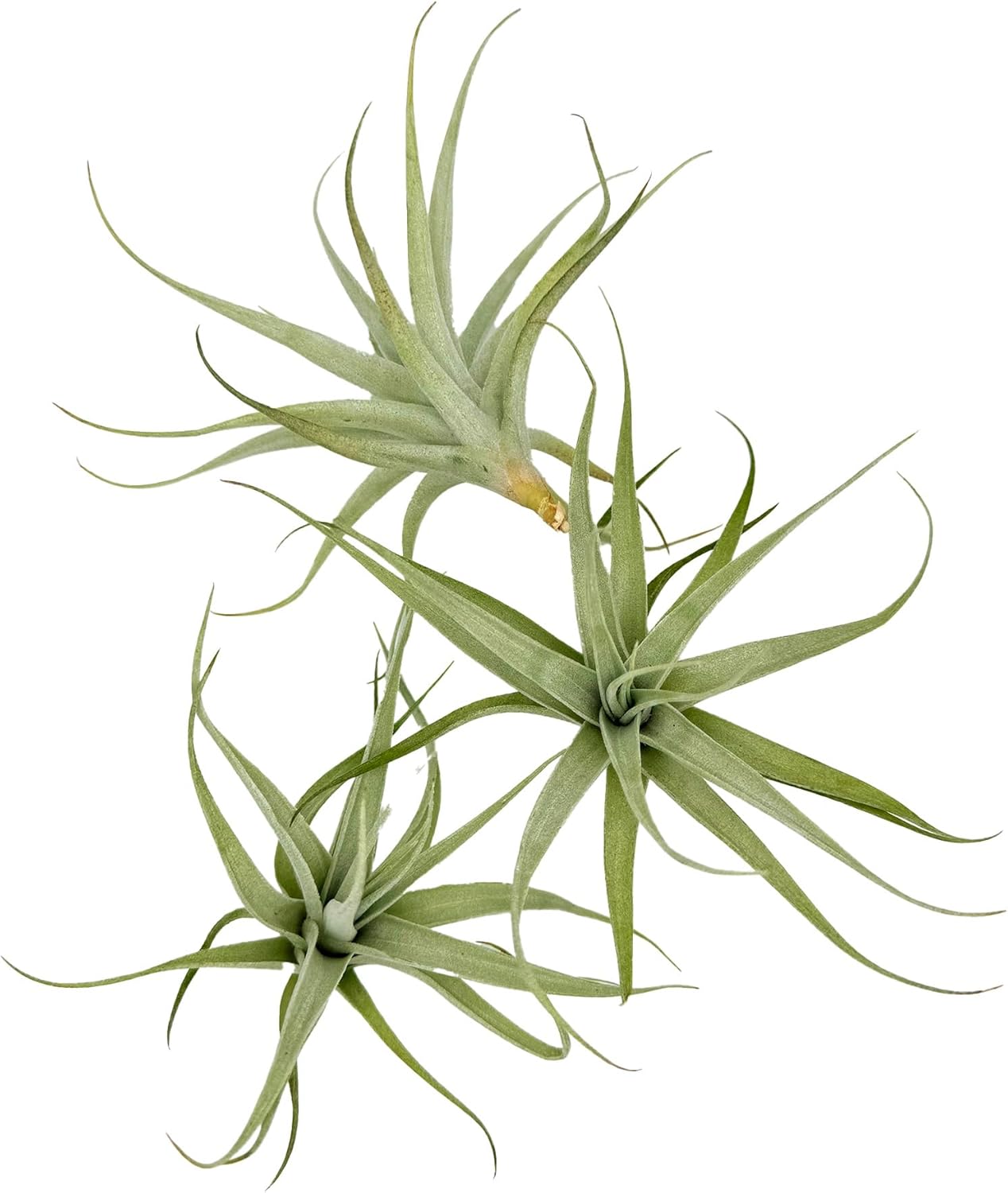 Live Air Plants - Tillandsia Albida 3-5" - 1ct – ragnaroc Live Indoor Plant - Live Arrival Guaranteed - House Plants for Home Decor & Gift