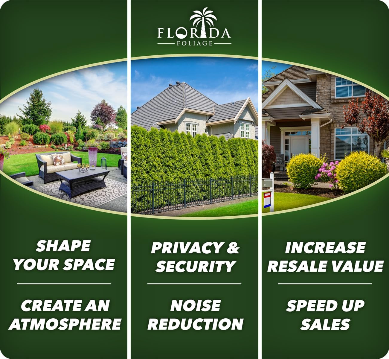 Salvia Black & Blue Plants | 3 Live Seedlings | Salvia guaranitica | Hummingbird Magnet Perennial | Deep Blue Flowering Border Plant