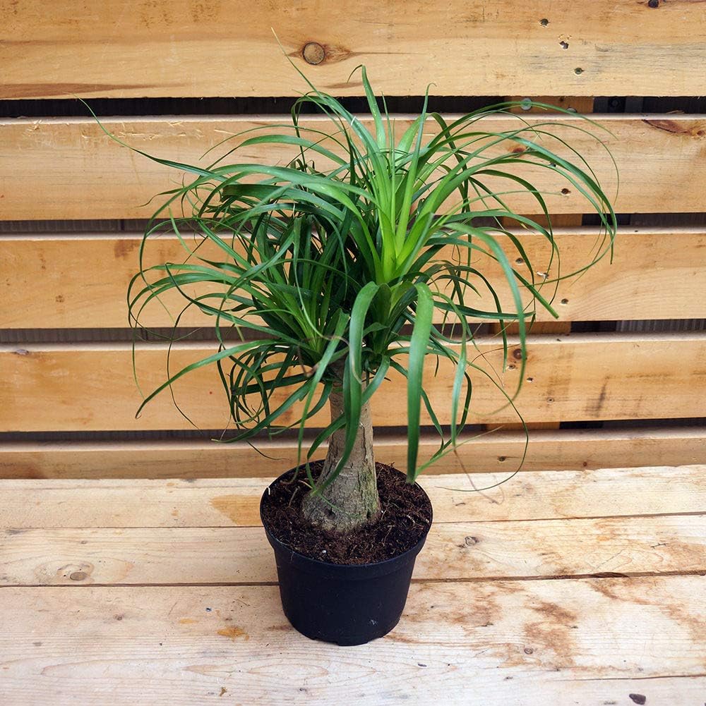 Ponytail Palm - 5 Live Plants in 6 Inch Growers Pots - Beaucarnea Recurvata - Beautiful Clean Air Indoor Succulent Houseplant