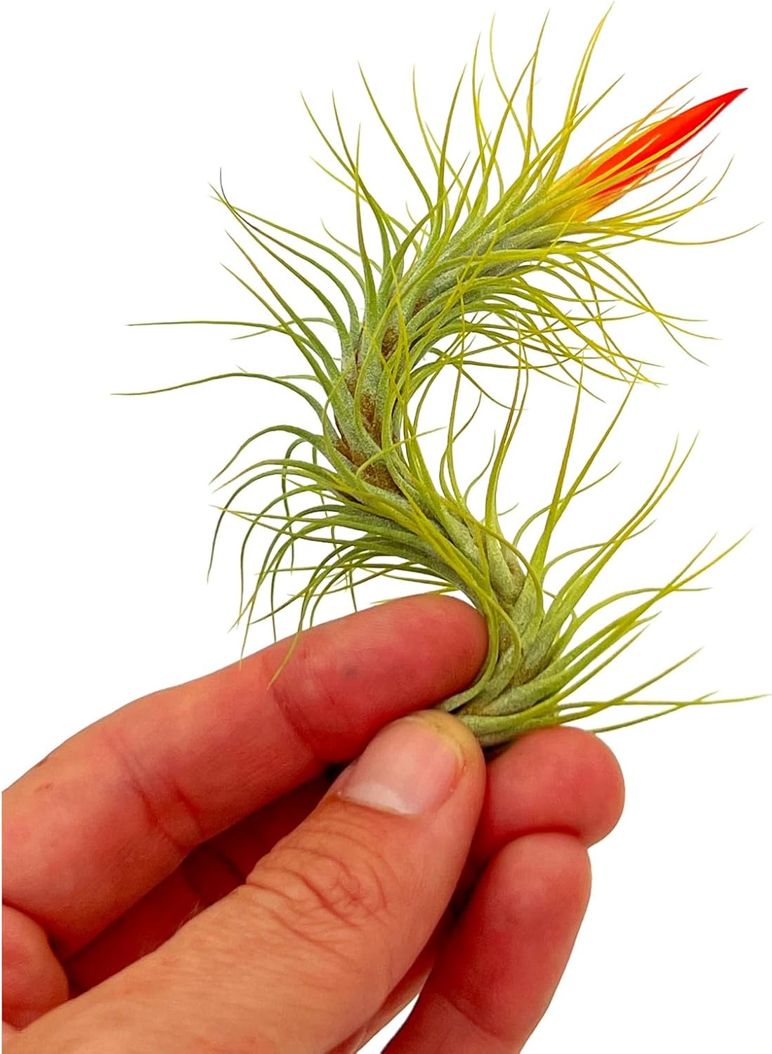 Air Plants - Tillandsia Funckiana Hybrid, Large 5-7" - 3ct - Live Arrival Guaranteed - House Plants for Home Decor & Gift