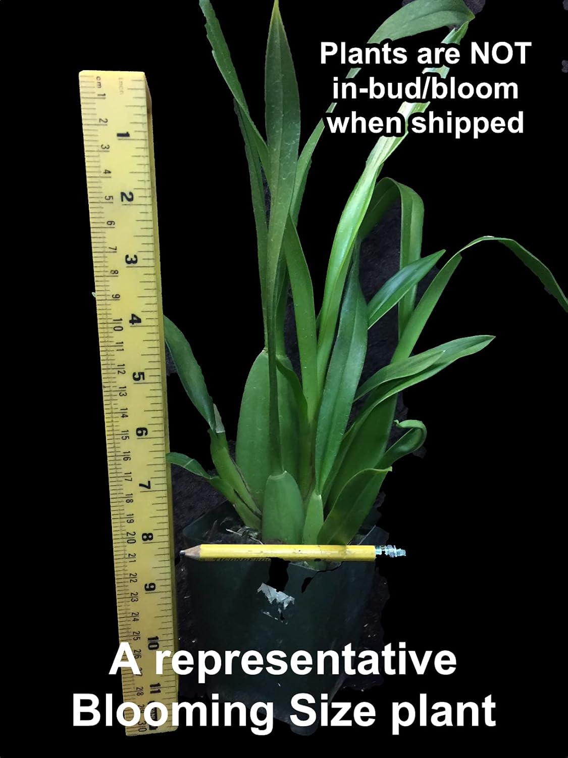 Dancing Lady Orchid - floriferous, Easy to Grow, Will Make Tall Flower Spike (NOT in-Bud/Bloom When Shipped)