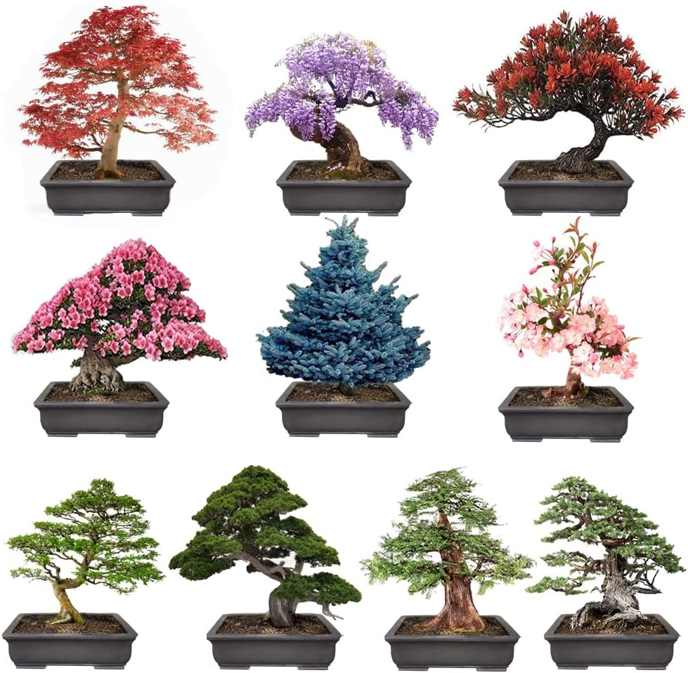 300+ Bonsai Tree Seeds – 10 Popular Varieties of Non GMO Heirloom Bonsai Seeds Red Maple, elm Tree, Blue Spruce, Black Spruce, Black Pine, Wisteria, Sakura, Flame Tree, Bauhinia, Dawn Redwood