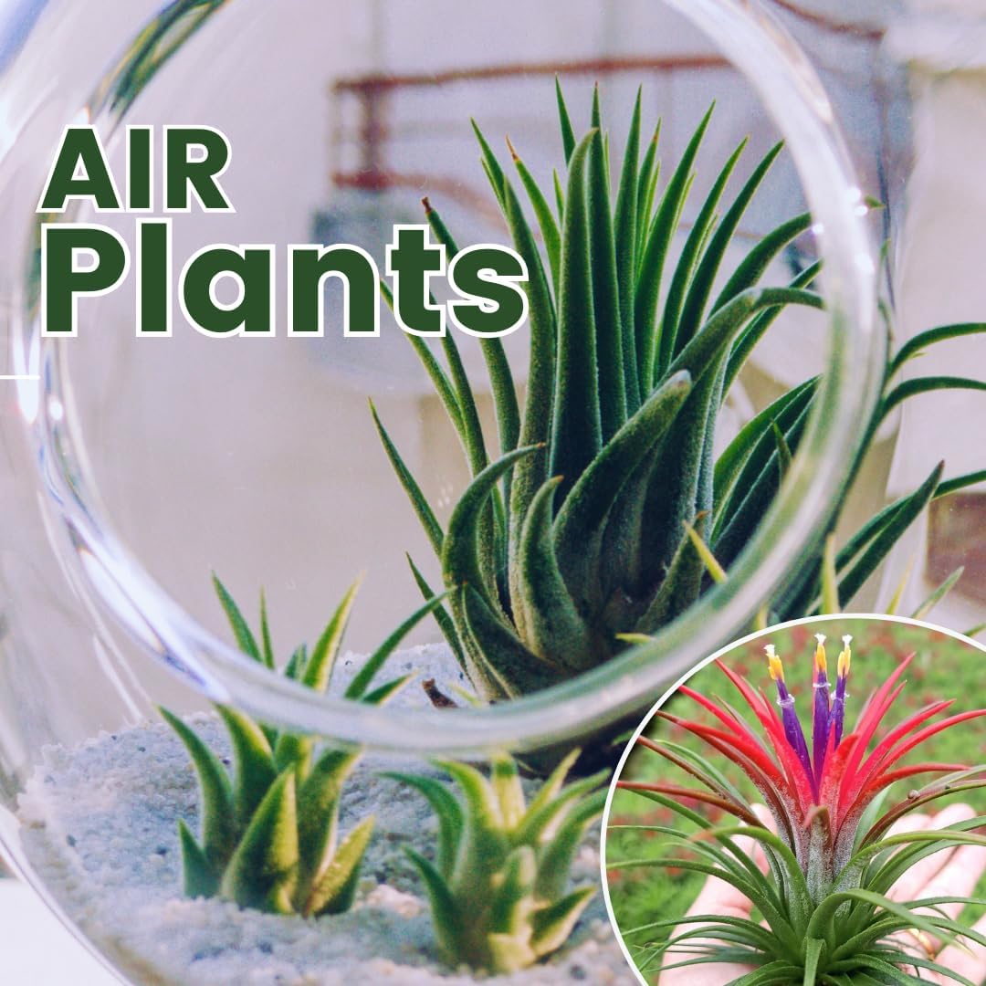 Air Plants Live, 10 Red Tillandsia Air Plants Live Houseplants for Growing Indoors Outdoors, 2 to 3 Inches Tall, Tillandsia Plants Live, Live Air Plants