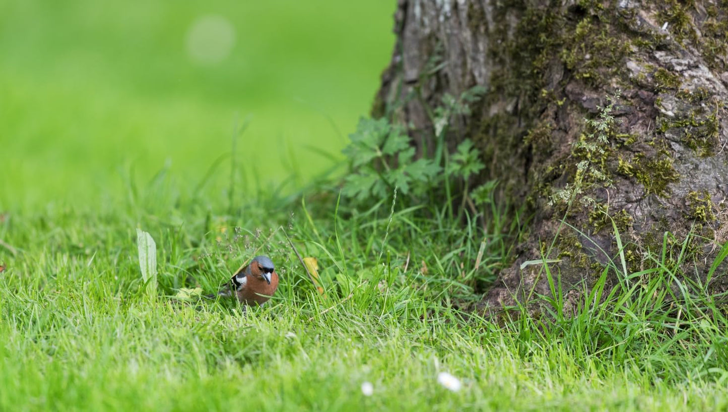 Brownie Brand Majestic Hulled Bermudagrass Seed | Premium Turf Grass for Dense, Drought-Resistant Lawns | Fast-Growing, Heat-Tolerant, Certified Seed for High-Traffic Areas. (25 Pound)