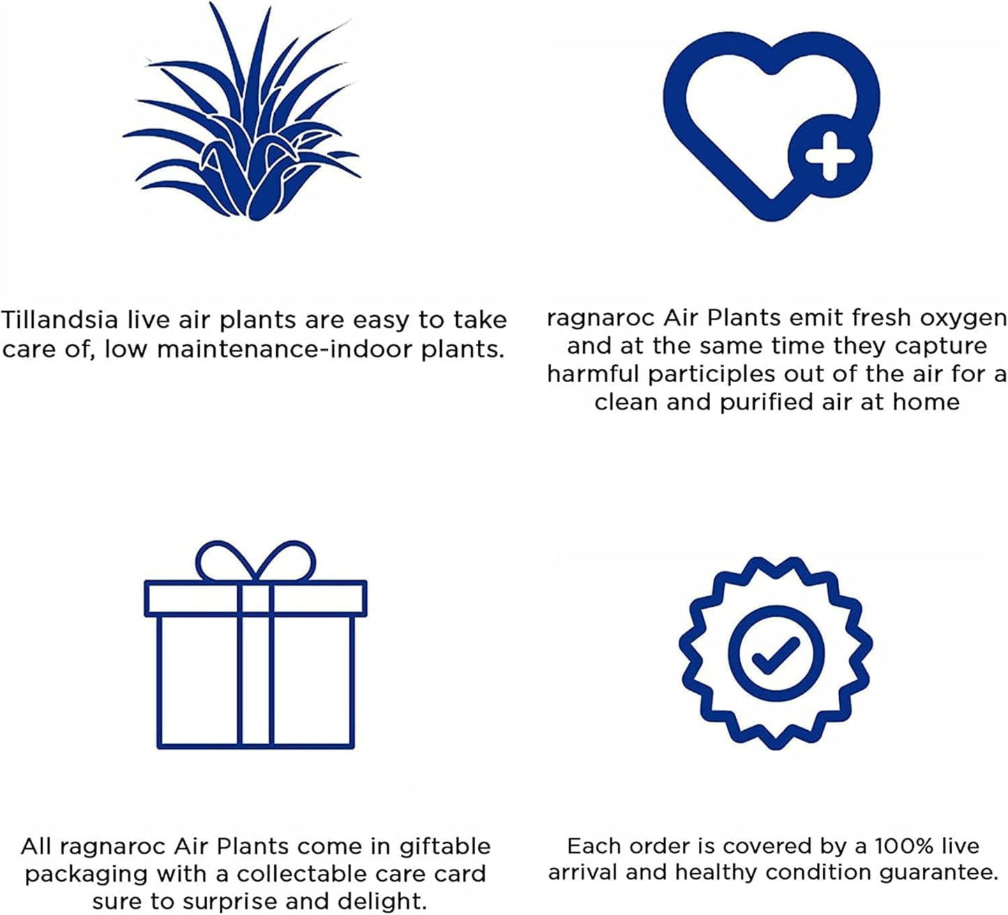 Air Plants - Tillandsia Red Capitata, Large 5-7” - 2 ct - Live Arrival Guaranteed - House Plants for Home Decor & Gift