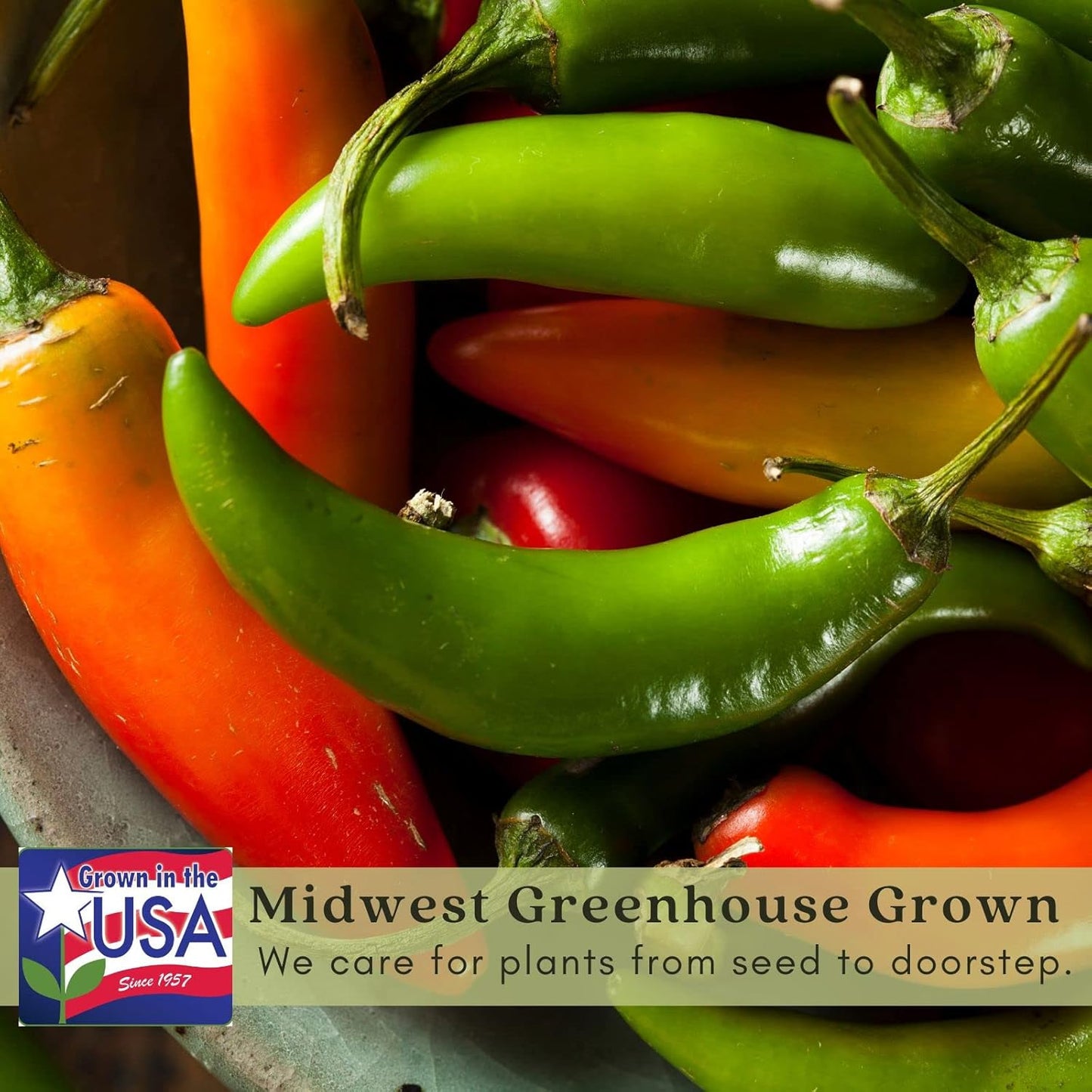 Clovers Garden Serrano Pepper Plants– Two (2) Live Plants – Non-GMO - Not Seeds - Each 4" to 8" Tall – in 4" Inch Pots – 20K SHU, Small Fruits