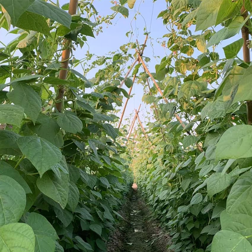 Plant Bamboo Post,6Feet,Bamboo Garden Stakes,50PcsBamboo Stakes,for Tomato,Beans,Vegetable and Flowers, Potted Plants,Indoor and Outdoor Climbing Plants