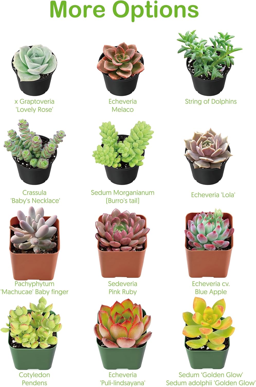 Live Succulents 'Baby Toes' (4-inch), Succulent Plants Fully Rooted in Pots with Soil, Easy-Care House Plant for DIY, Home Office Decor, Wedding Party Favor
