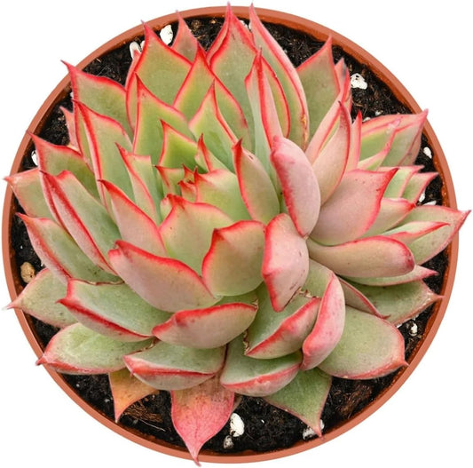 Live Succulent Plants Echeveria 'Yeon-Deung', Easy Care Potted Succulents, Approx 4" D x 4" H, Indoor Houseplant, Unique Gifts, Home Office Décor