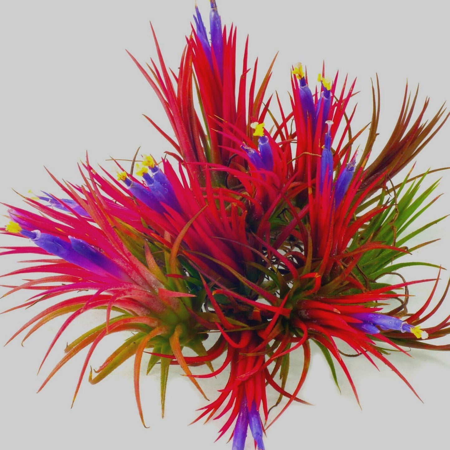 Red Tillandsia Air Plants Live, Set 20 Live Plant, Tillandsia Plants, Succulents Plant Live, Indoor and Outdoor House Plant