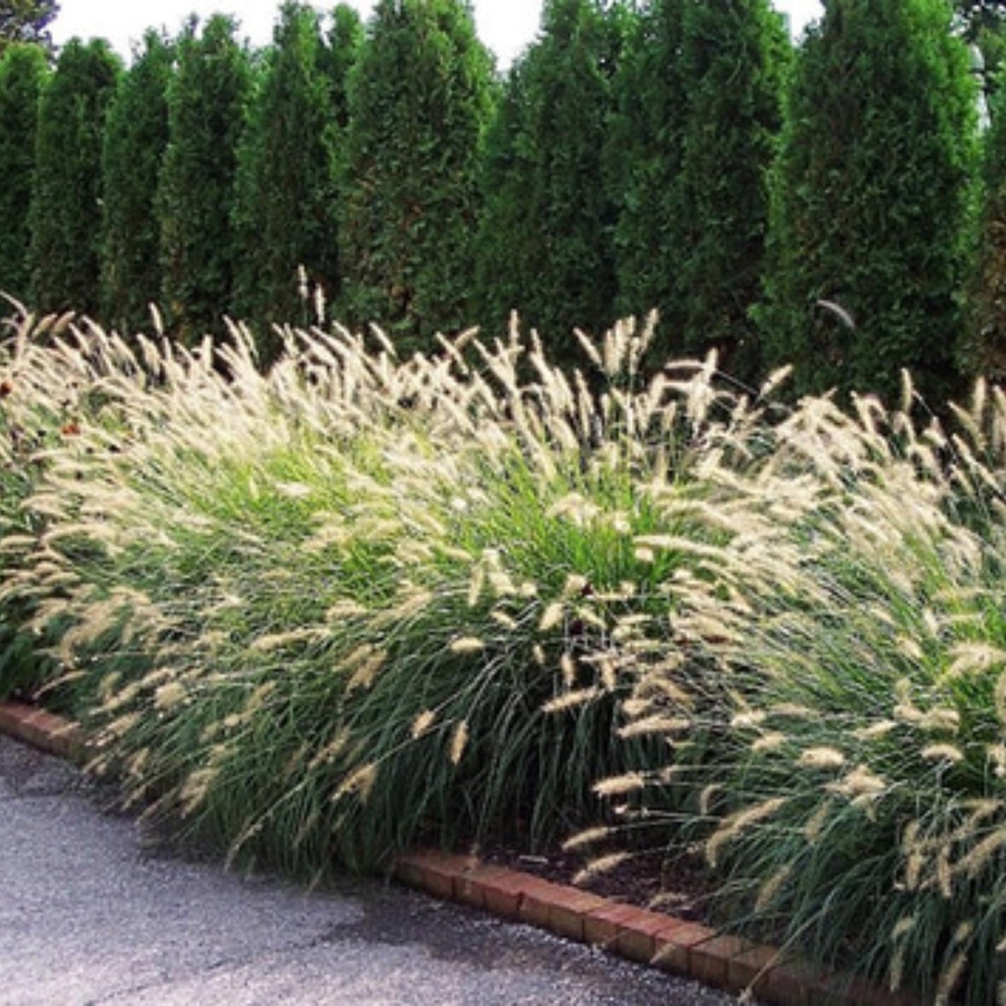 Pack 3 Fountain Grass Plants Live, 5-9 Inch Tall, Ornamental Grasses Live Plants Perennial, Well-Rooted Perennial Grass Clumps (White Fountain Grass)