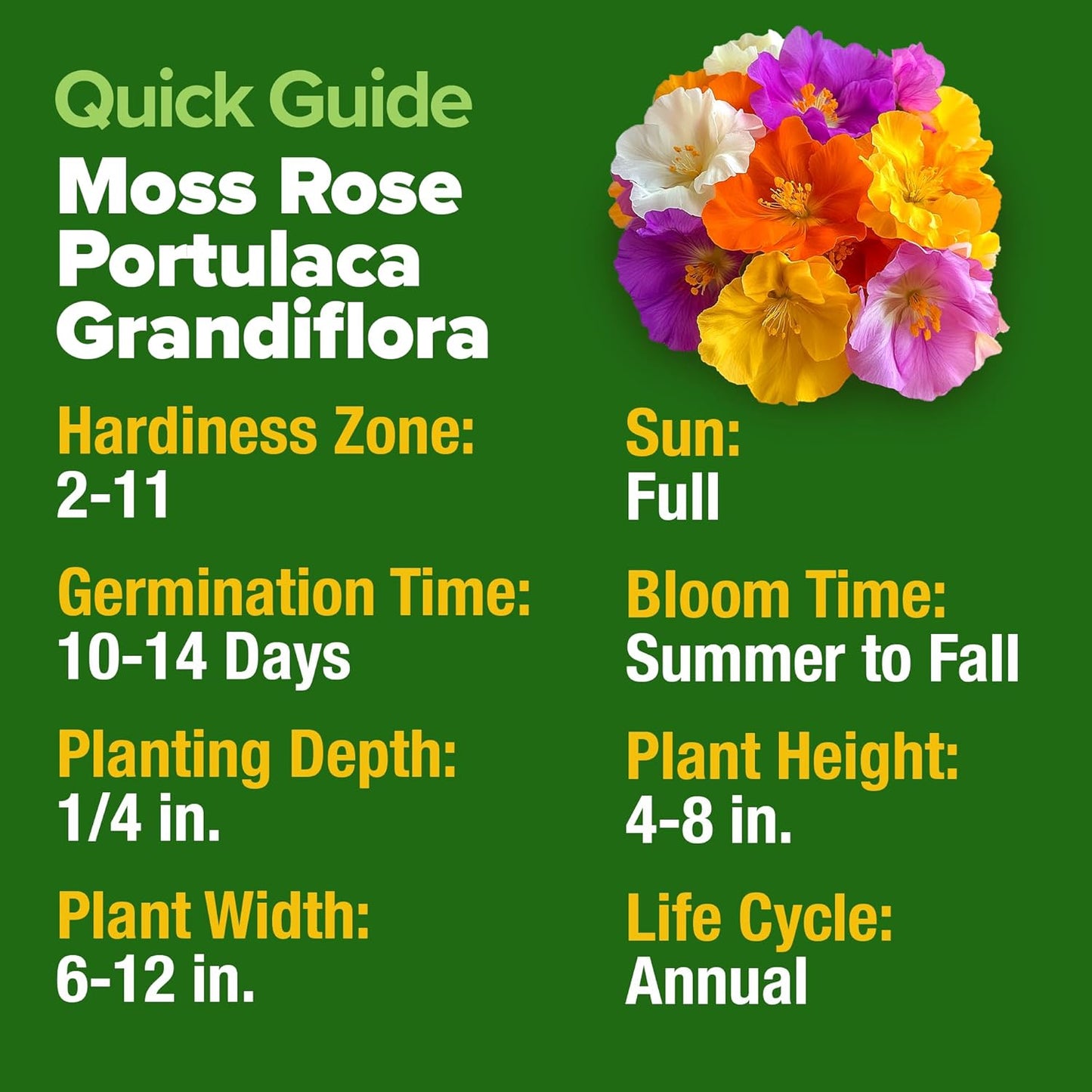 HOME GROWN 23,500+ Moss Rose Seeds (Bulk Pack) Annual Flower for Ground Cover - Heirloom 𝗡𝗢𝗡-𝗚𝗠𝗢 Portulaca Seeds for Planting Outdoors - Great for Low-Maintenance Gardens (Portulaca grandiflora)
