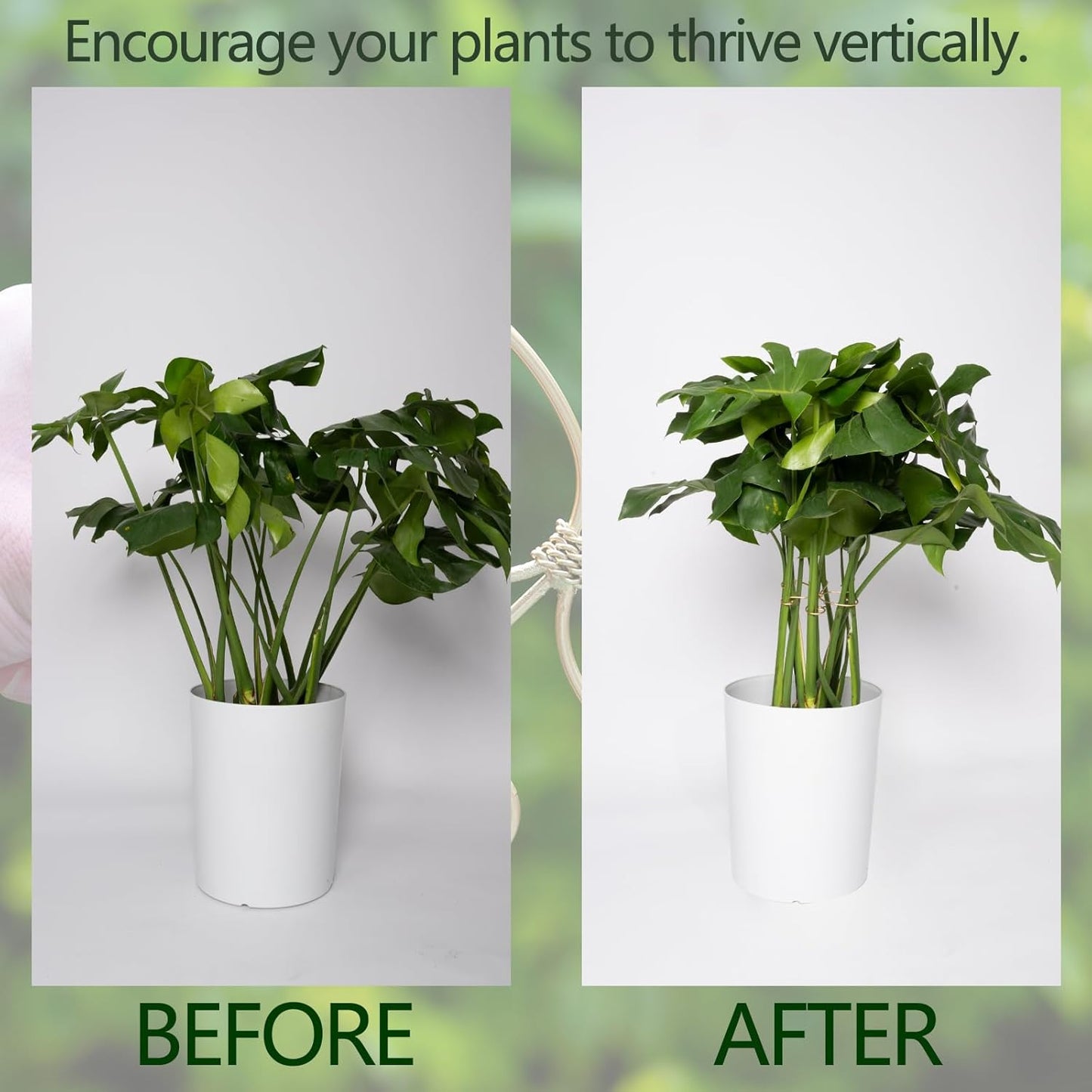 5PCS Monstera Plant Stem Support Stakes - 5.5 * 5.5IN Metal Supports for Monstera and Fishbone Cactus, Sturdy Frame, Easy Installation, Flexible Protection for Healthy Growth Indoors