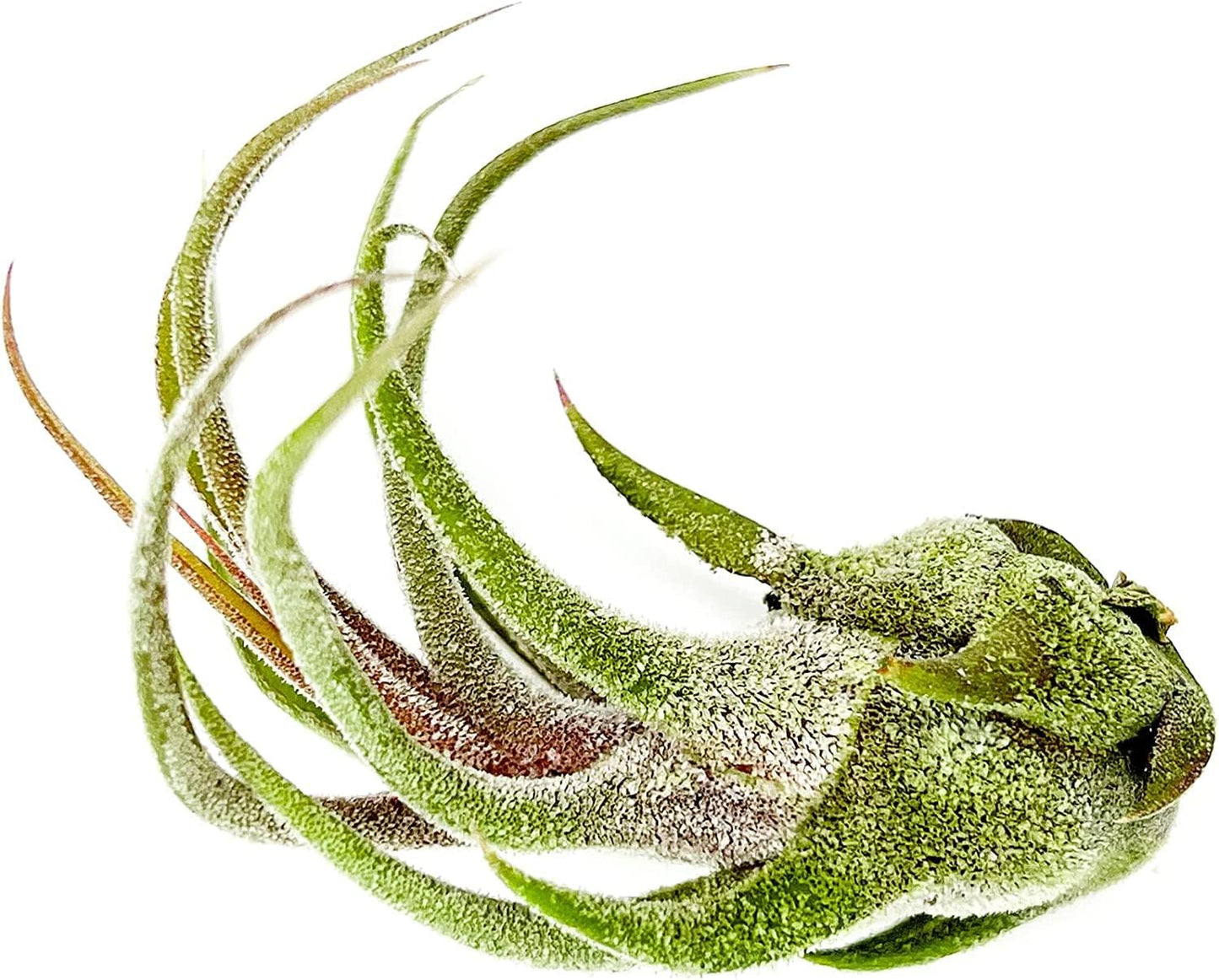 Air Plants - Tillandsia Pruinosa, Large 3-5" - 3ct - Live Arrival Guaranteed - House Plants for Home Decor & Gift