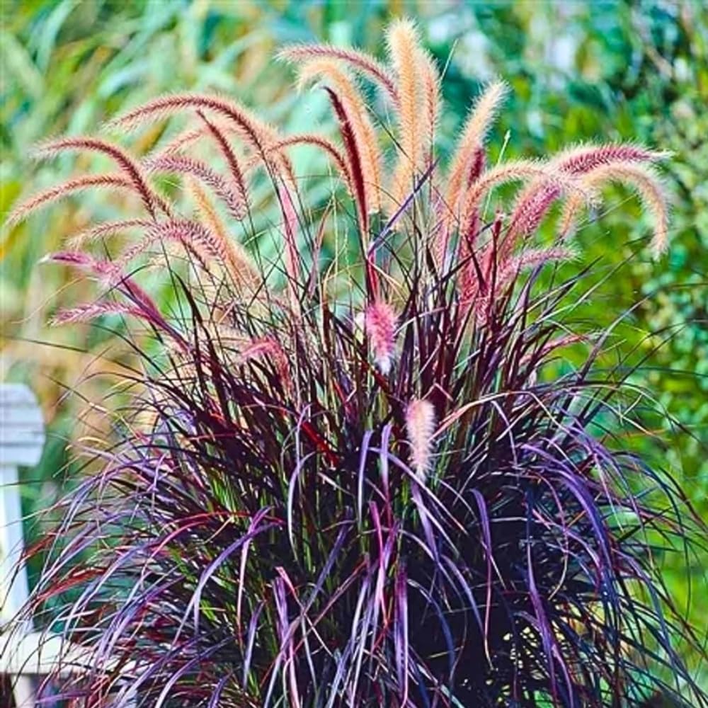 Pack 3 Fountain Grass Plants Live, 5-9 Inch Tall, Ornamental Grasses Live Plants Perennial, Well-Rooted Perennial Grass Clumps (Mix Fountain Grass)