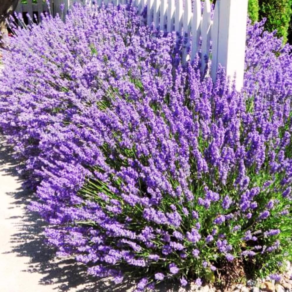 Set 2 Lavender Plants Live, Lavandula Perennial Flower Plants Indoor Outdoor, Well Rooted Plugs 3 to 5 Inch Tall to Grow (Provence Lavender)