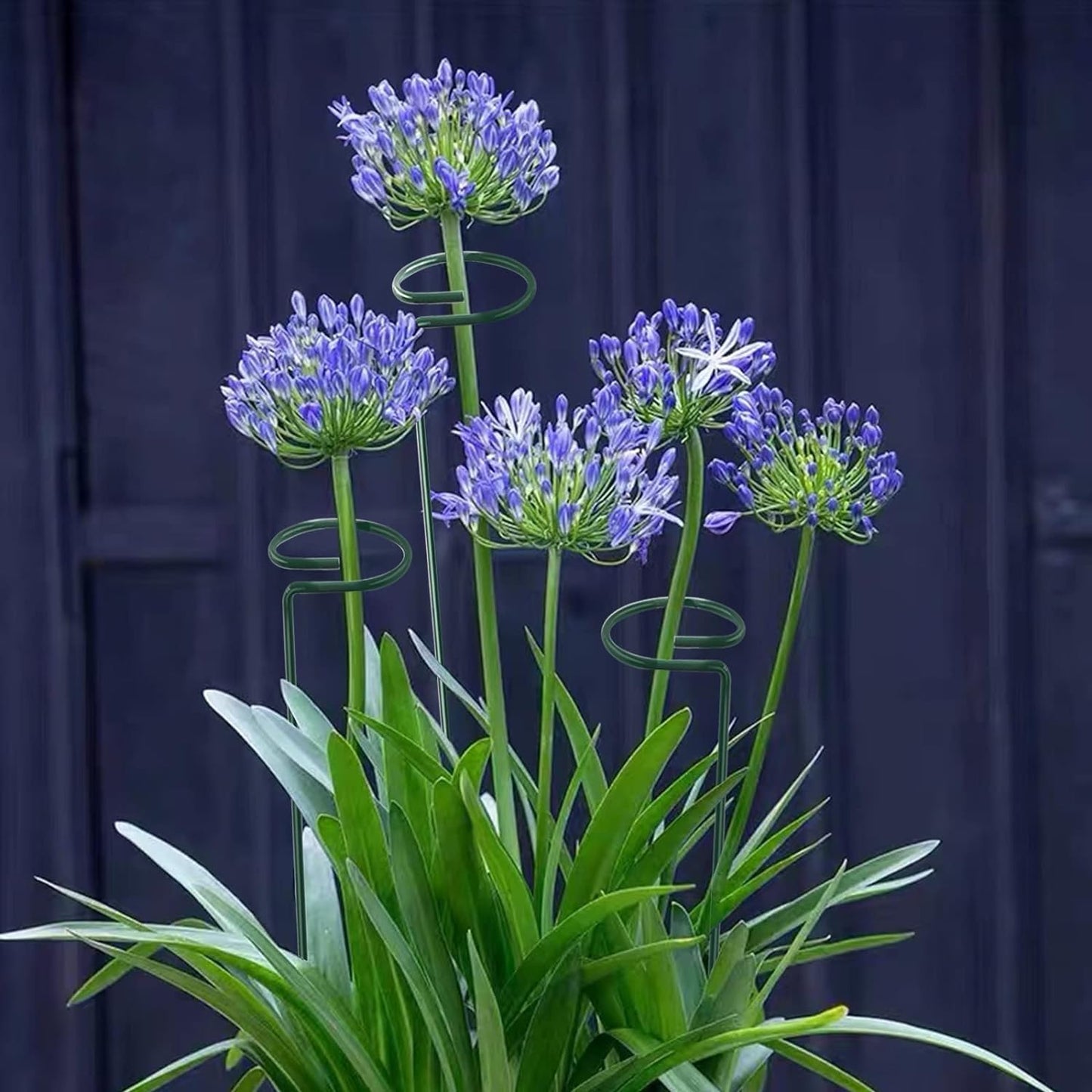 24 Inch 12 Packs Plant Support Stakes,Garden Single stemmed Plant Support Hoops, Plant Prop, for Flowers,Orchid, Tomatoes Peony Lily Rose (24 inch)