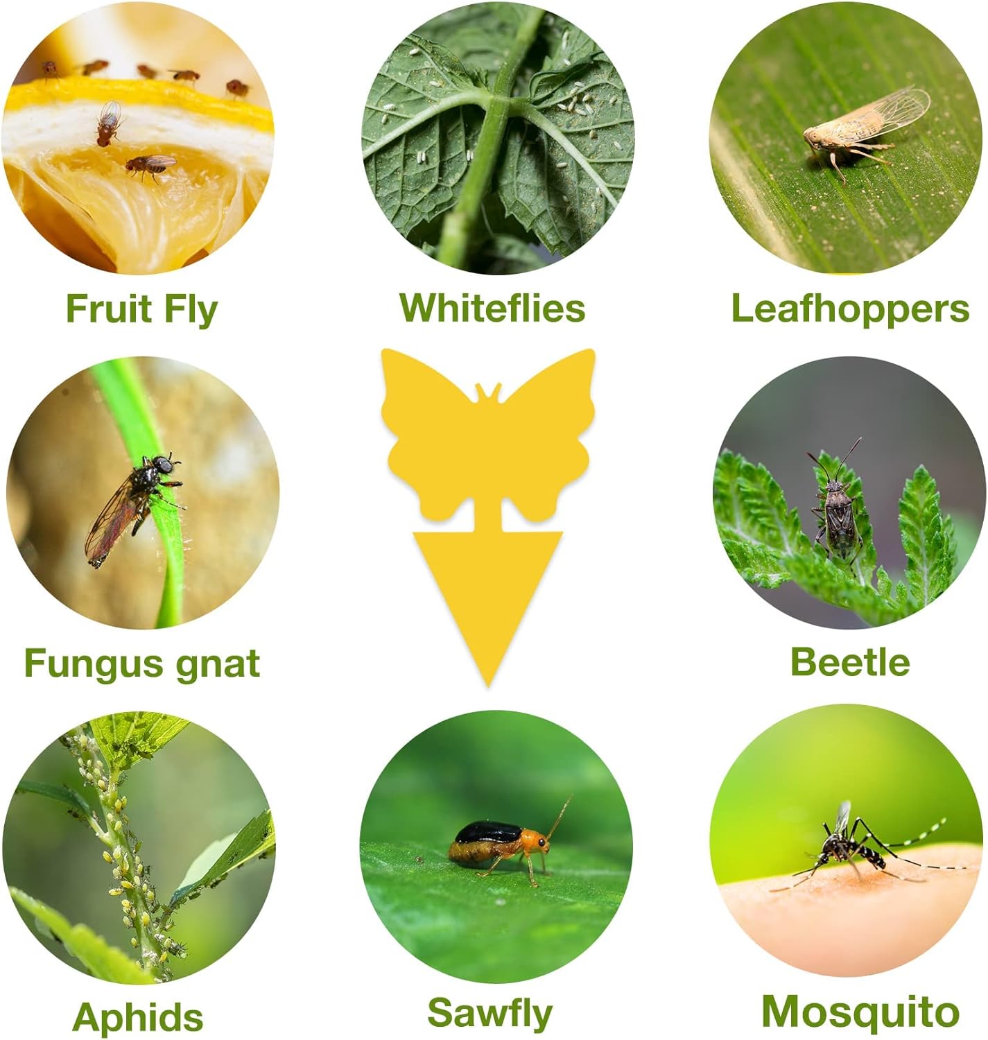 40 Pack Fungus Gnat Traps for House Indoor, Fungus Traps Fruit Fly Traps for Indoors Gnats Sticky Traps for Plants Yellow Sticky Traps for Gnats