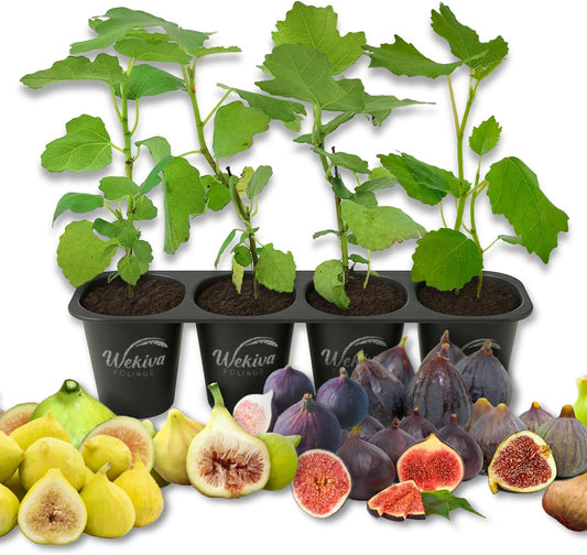Fig Tree Variety Multipack - 4 Live Starter Plants - Ficus Carica - Grower's Choice Based on Health Beauty and Availability