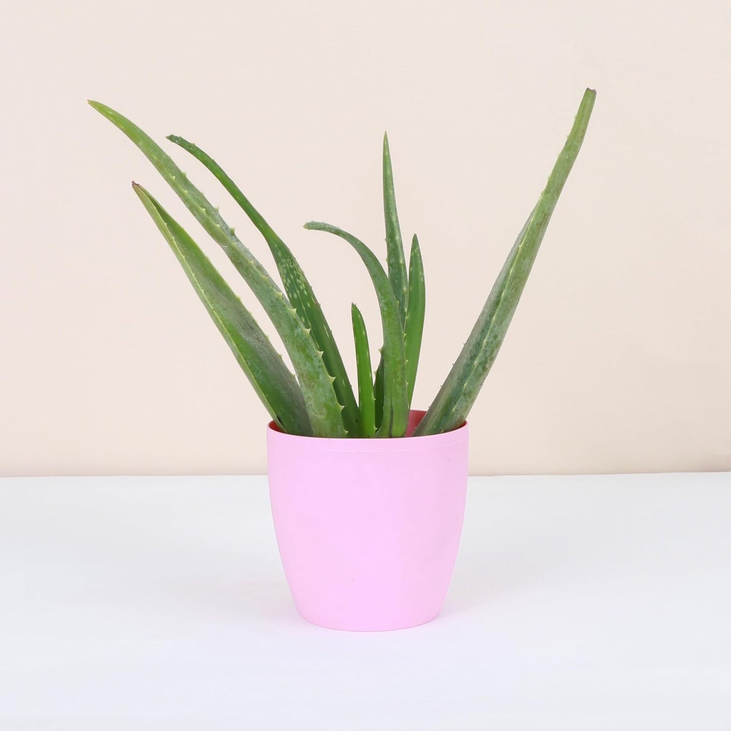 Thorsen's Greenhouse Aloe Vera, Live Indoor Plant, Aloe barbadensis, Easy to Grow, Succulent, Natural Air Purifier, 4" Diameter Pot (Blush)