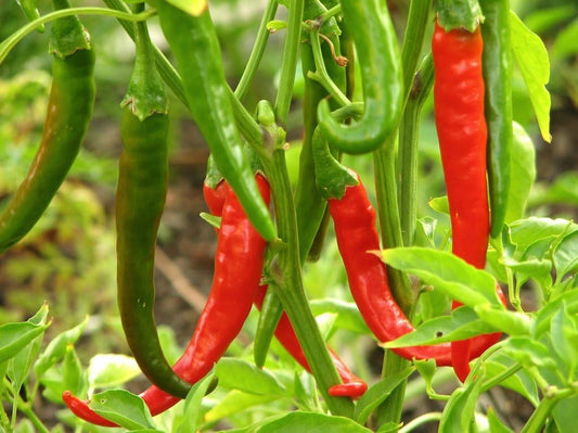 Clovers Garden Thai Gong Bao Dragon Hot Pepper Plants-Two (2) Live Plants – Non-GMO - Not Seeds – Each 4"-8" Tall in 4 Inch Pots -50K to 100K SHU, Edible Ornamental