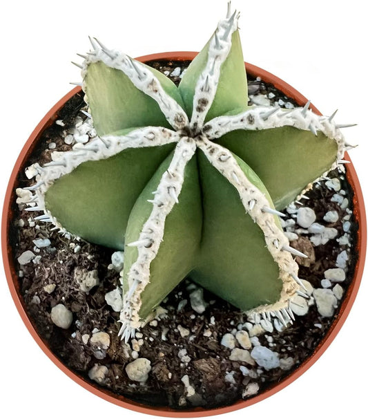 Live Succulents Mexican Fence Post Cactus (4-inch), Succulent Plants Fully Rooted in Pots with Soil, Easy-Care House Plant for DIY, Home Office Decor, Wedding Party Favor