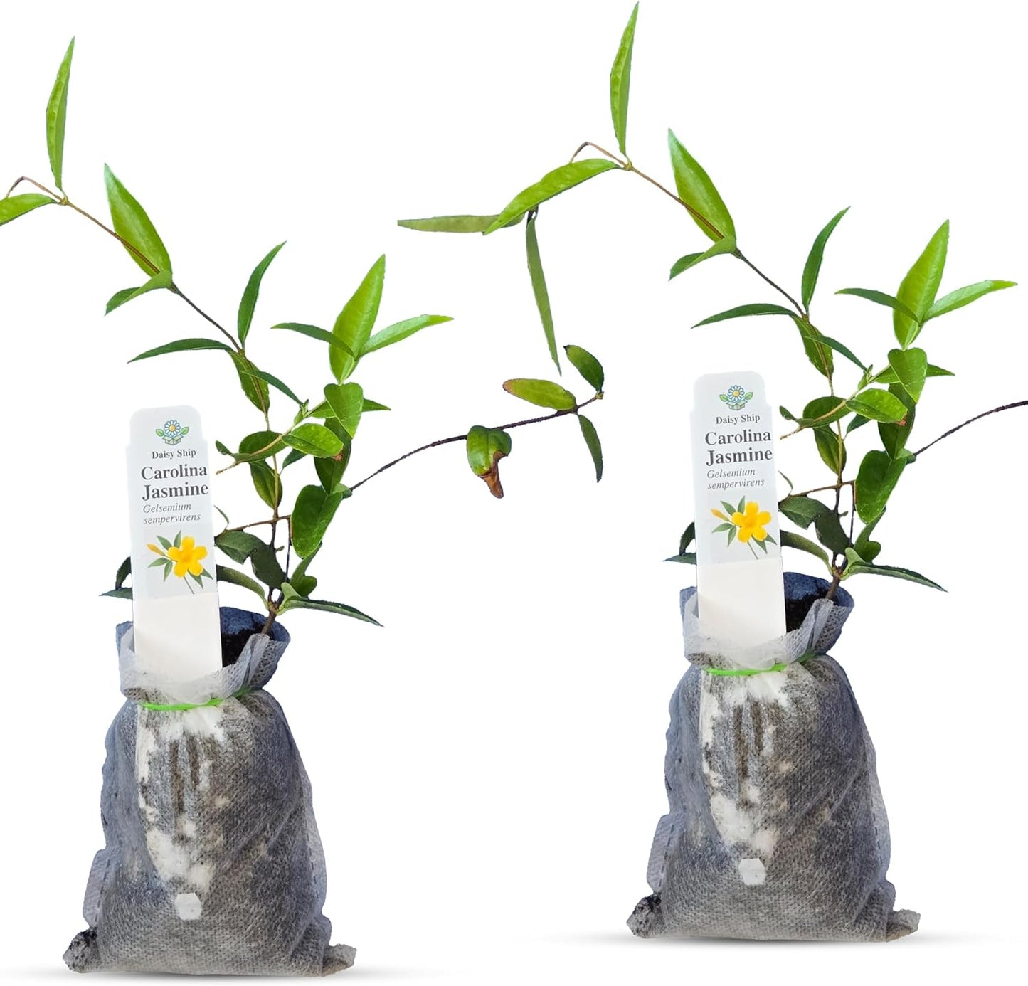 Carolina Jasmine Plant, Live Evergreen Vine, Fragrant Yellow Blooms, Fast Growing Climber for Trellis, Fences, or Arbors - Gelsemium sempervirens - 2 Bags