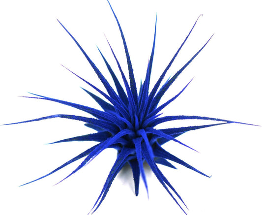 Dyed Tillandsia Ionantha Guatemala Enhanced Colored Colorful Air Plant Live Easy Care Indoor Outdoor Home Decor Gift Airplant by Awesome Industries Live Arrival Guaranteed (Deep Blue)