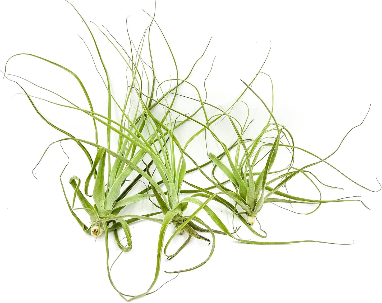 Air Plants - Tillandsia Straminea Jumbo 6-9" - 3ct - Live Arrival Guaranteed - House Plants for Home Decor & Gift