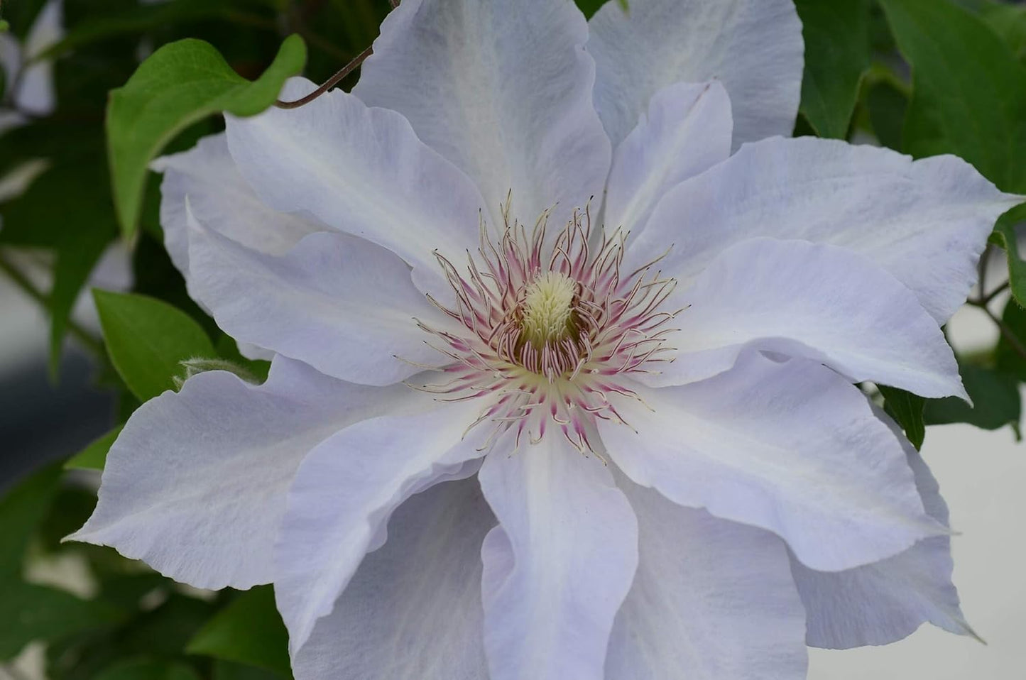 Perennial Farm Clematis Boulevard® Tranquilite™ Hybrid– Live Clematis Vine in 4 Quart Container, Pale Lavender Blooms, Compact Climber, Long Blooming, Ideal for Trellises, Containers & Fences