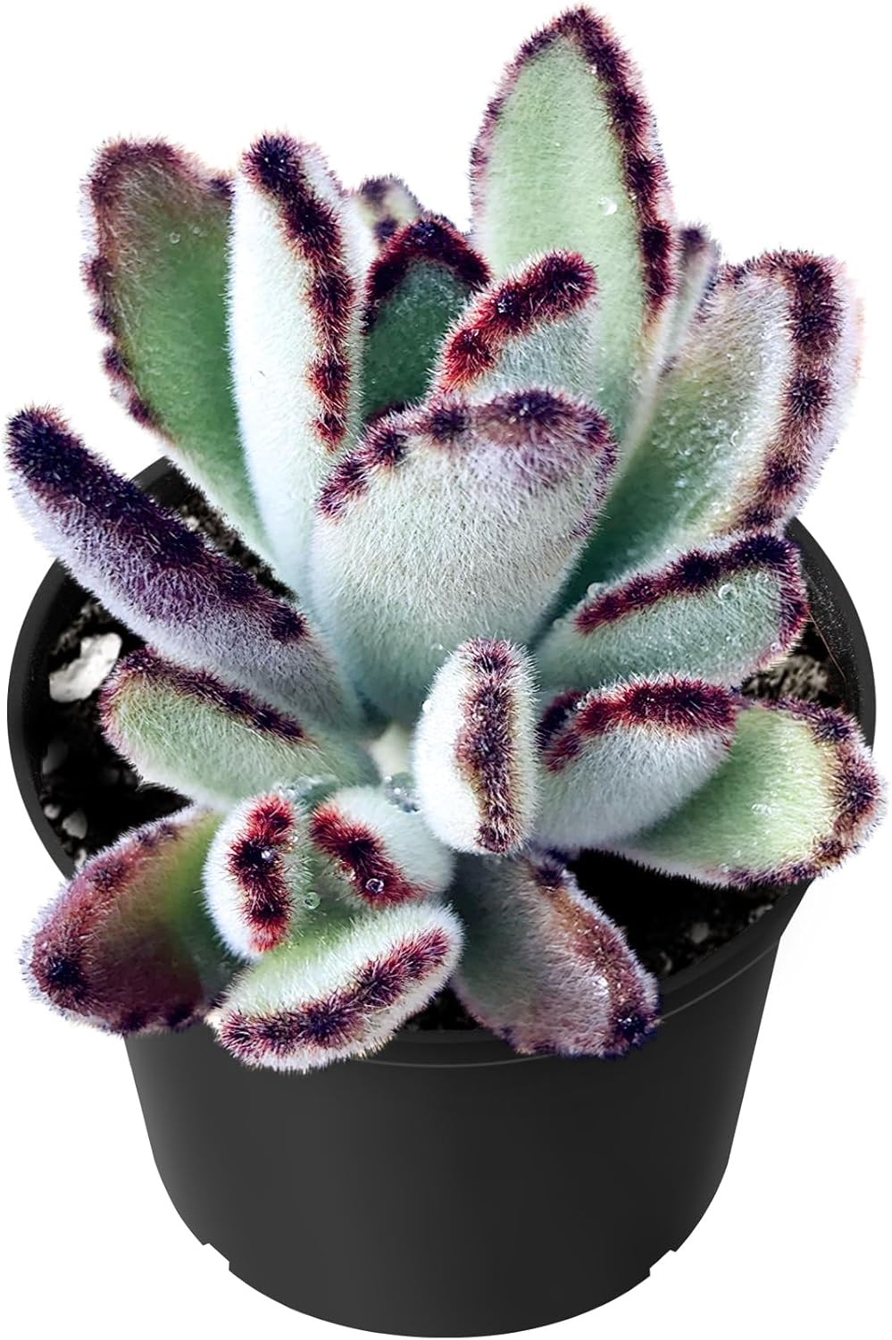 Sprout N Green Kalanchoe Tomentosa Daruma, Live Cactus Plant Fully Rooted in 4" Pots with Soil Mix, Houseplant for Indoor Outdoor Home Office Decor