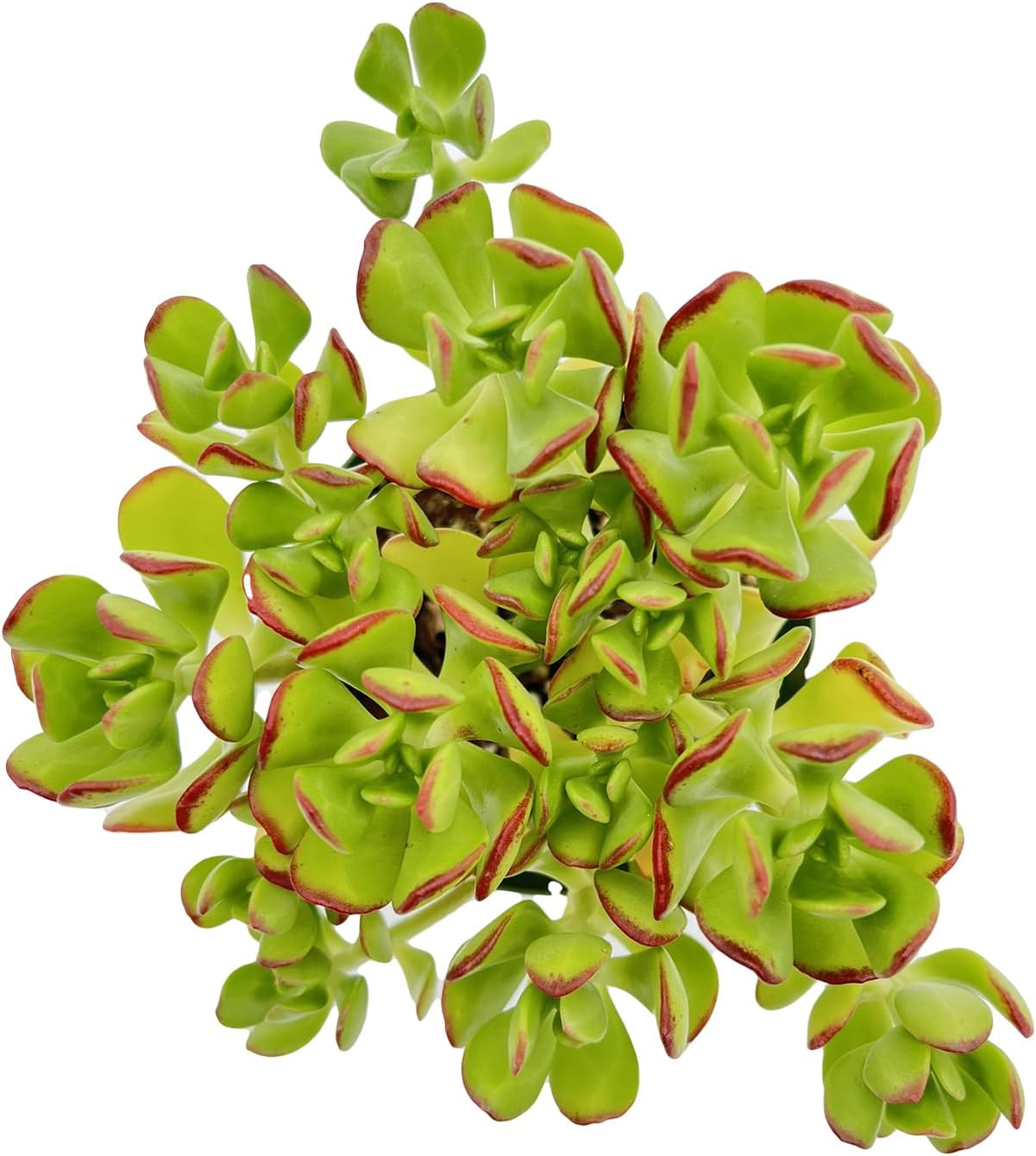 Sprout N Green Sedum dendroideum | Tree Stonecropin 4 inch Starter Pot, Rare Live Succulent Plant Fully Rooted, Home Office Indoor Outdoor Wedding Decoration DIY Projects Party Favor