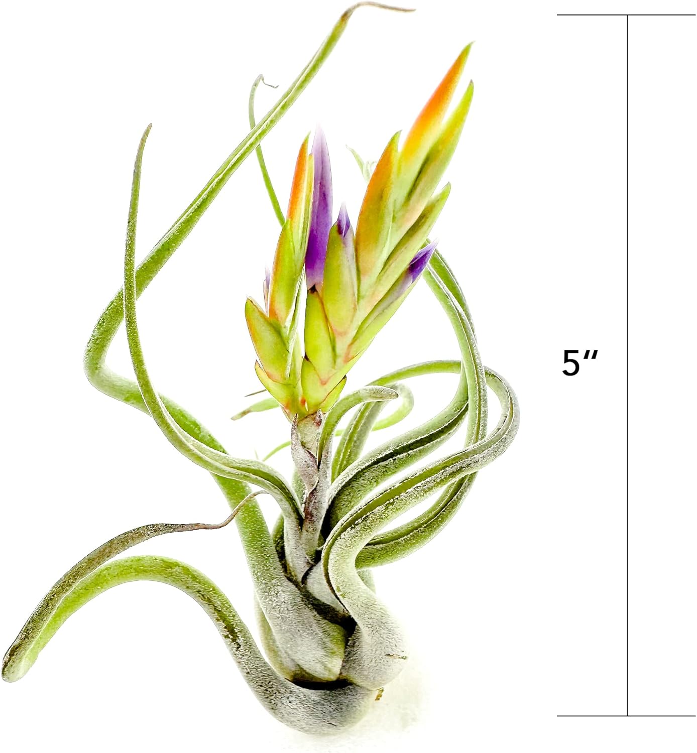 Air Plants - Flowering Tillandsia Caput Medusae, Large 5-7" - 2ct - Live Arrival Guaranteed - House Plants for Home Decor & Gift