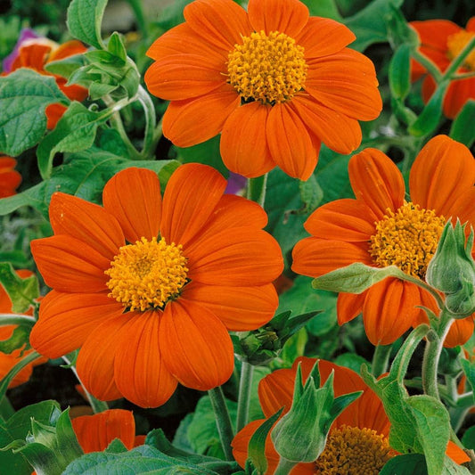 Outsidepride Goldfinger Mexican Sunflower Seeds - 500 Pcs Annual, Easy-to-Grow, Orange Tithonia Speciosa Flower Seeds w/Drought-Tolerant Blooms for Pollinator Gardens & Vibrant Summer Landscaping