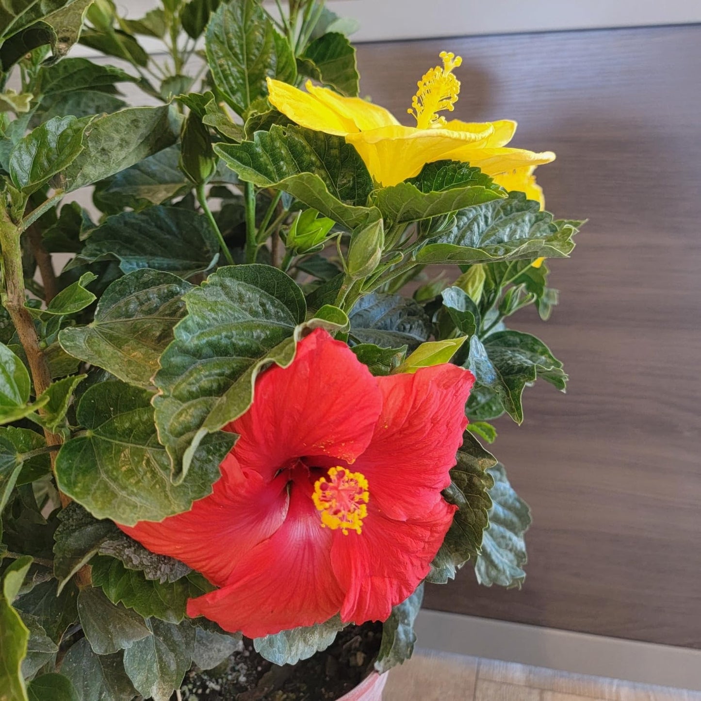 Tropical Plants of Florida Live Hibiscus Bush – Mystery Multi-Color Flowering Shrub in 3 Gallon Pot, 24 to 28” Tall – 2 to 3 Mixed Bloom Colors, Outdoor Tropical Garden Plant