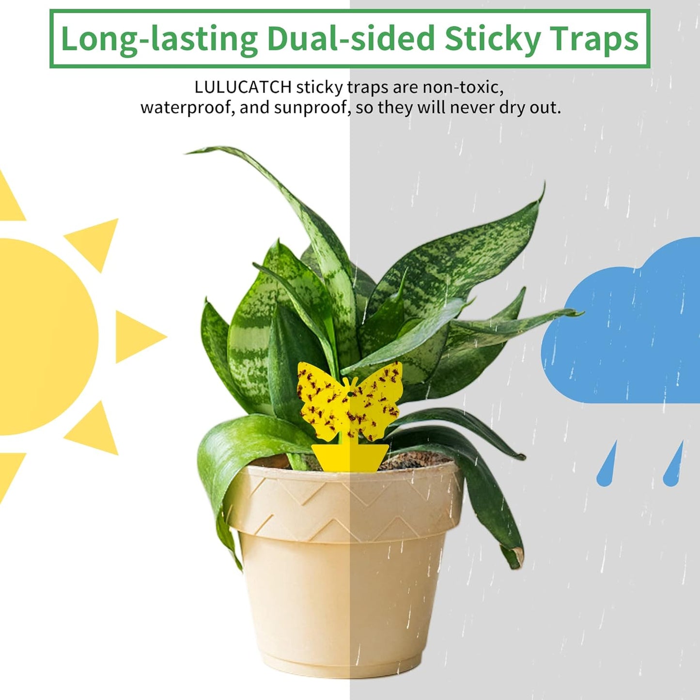 LULUCATCH Fruit Fly Sticky Trap 48 Pack, Safe Gnat Traps for Fruits, Plants, Super Sticky Fly Trap for Indoor, Outdoor, Kitchen, Insect Catcher for White Flies, Mosquitos, Fungus Gnats, Flying Insects
